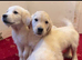 Golden retriever puppies
