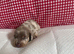 Miniature dachshund puppies