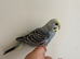 Budgies group