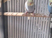 Baby budgies