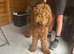 Beautiful standard poodle for sale girl