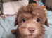 Toy Poodles for sale
