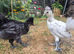 2 polish cross silkie
