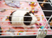 Female guinea pig
