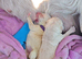 Beautiful puppies