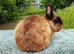 Chocolate buck ex show bunny