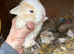 beautiful mini lop babies - super temperaments