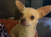 Chihuahua bitch