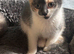 Kittens looking for their forever home.