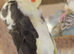 Young cockatiels