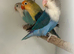 Stunning Various Baby Lovebirds