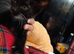 Beautifull kittens looking for loving homes.