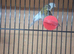 Fife canary's various colurs