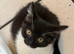 White and black kitten male and 2 black n white female kittes
