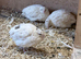 Coturnix quail