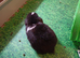 Pure mini lop ready to reserve