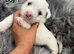 West highland terrier puppies