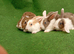 Beautiful Netherland dwarf rabbits