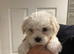 Maltese X puppies
