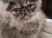 Stunning pure bred persian kittens bridgwater