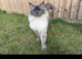 Munchkin cross Ragdoll Kittens