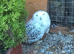 Pair of Snowy Owls for Sale