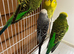Expedition budgies