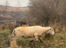 Easy care ram yearling