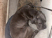 Cane Corso blue eyes, Blue/brindle, puppies