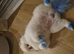 Beautiful white toy pomeranian