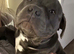 Staffordshire bull terrier