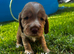 Colourful Show type puppies