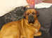St Weiler (St Bernard X Rottie) for STUD