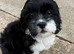 Lhasa apso female