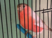 2026 male Bullfinches Native and Siberian