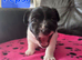 Jack Russel puppies