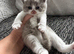 Beautiful British Shorthair Kittens
