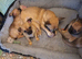 Tiny adorable mischievous puppies