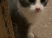 3/4 Russian blue kittens 1 little girl left