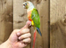 Pineapple conure