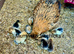Mum with chicks for sales