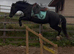 14h Welsh mare