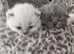 3 in litter 2 blue bsh 1 colour point