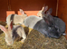 Smoky Pedigree Standard Rex Bunny