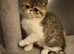 Exotic kittens for sale in london