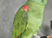 Double yellow headed amazon 6yrs old OFFER