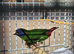 Blue headed/blue faced parrot finch