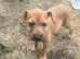 13 week patterdale male