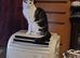 Lily 4 year old cat looking for new home