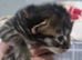 Mancoon babies